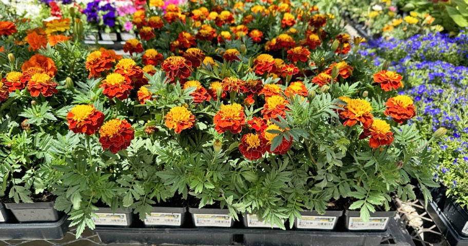 1-pint marigold flowers display in garden center