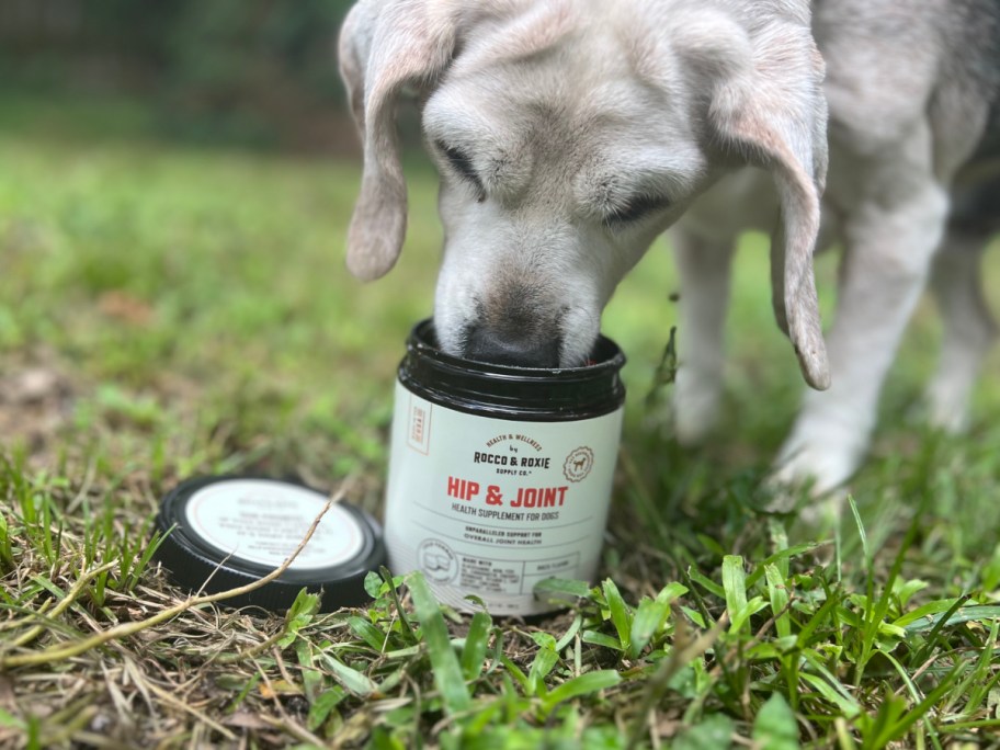 Senior Beagle enjoying a dog supplement outdoors