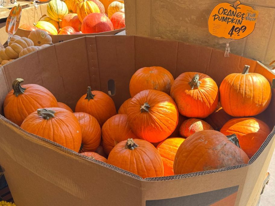 A cardboard crate filled with orange pumpkins at Trader Joe's