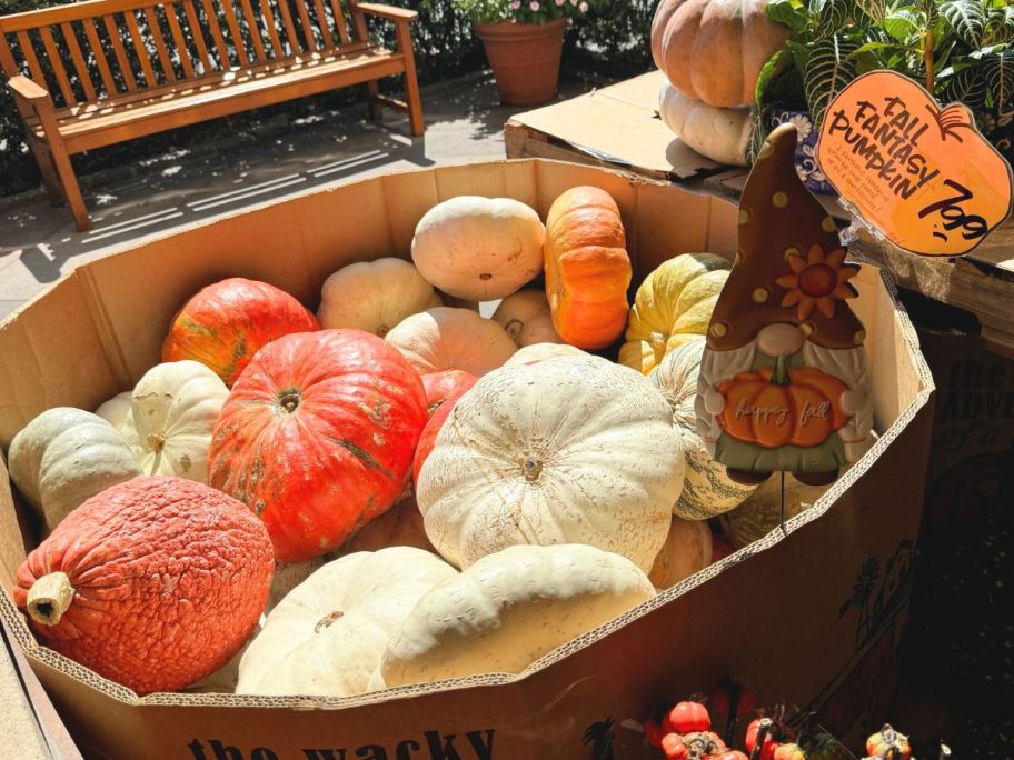 a cardboard crate filled with fall fantasy pumpkins at Trader Joe's