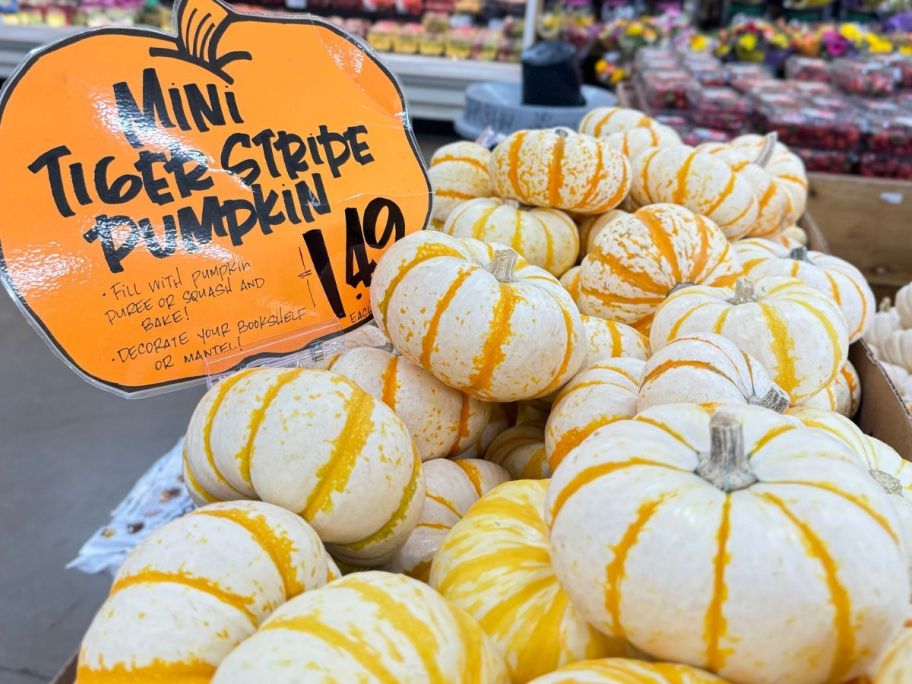 Mini Tiger Stripe Pumpkins at Trader Joe's