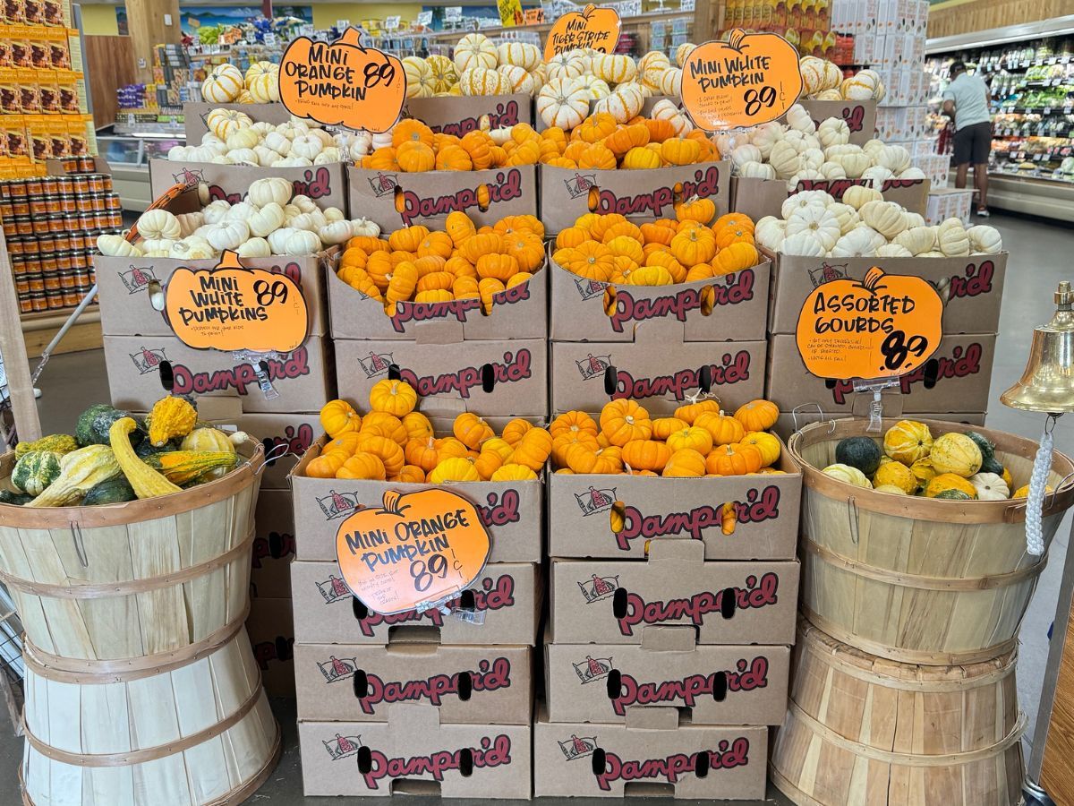 Trader Joe’s Pumpkins from 89¢ - So Many FUN Colors &amp; Shapes! | Hip2Save