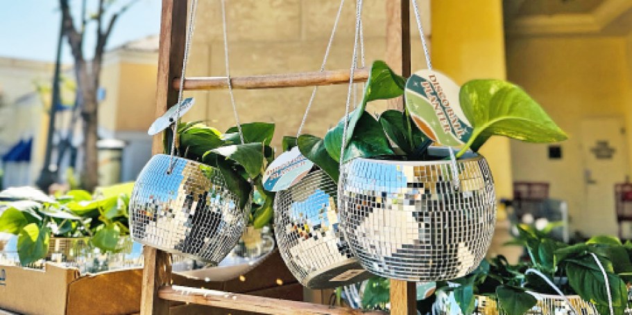 Trader Joe’s Disco Ball Planters Only $12.99