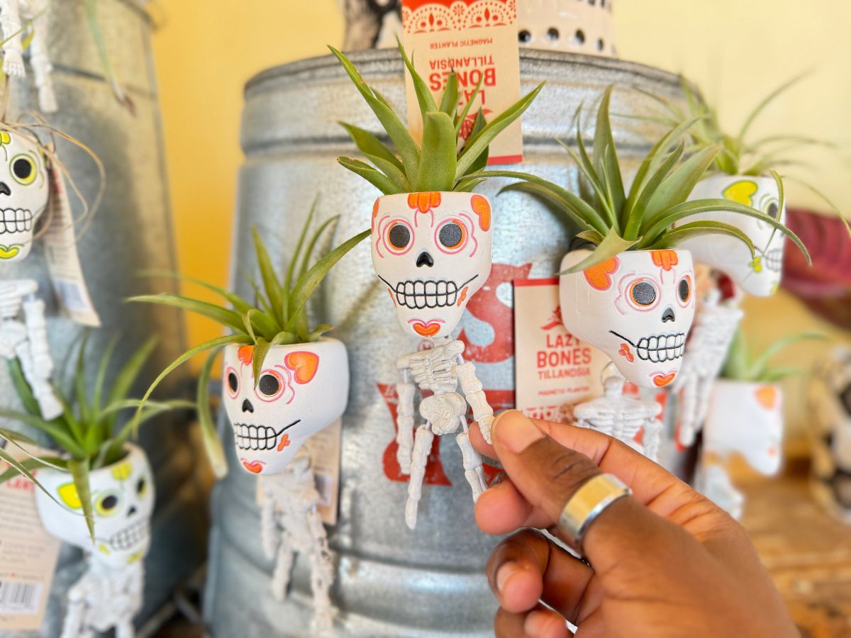 *NEW* Trader Joe’s Lazy Bones Magnet Air Plants Just $5.99