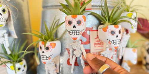 *NEW* Trader Joe’s Lazy Bones Magnet Air Plants Just $5.99