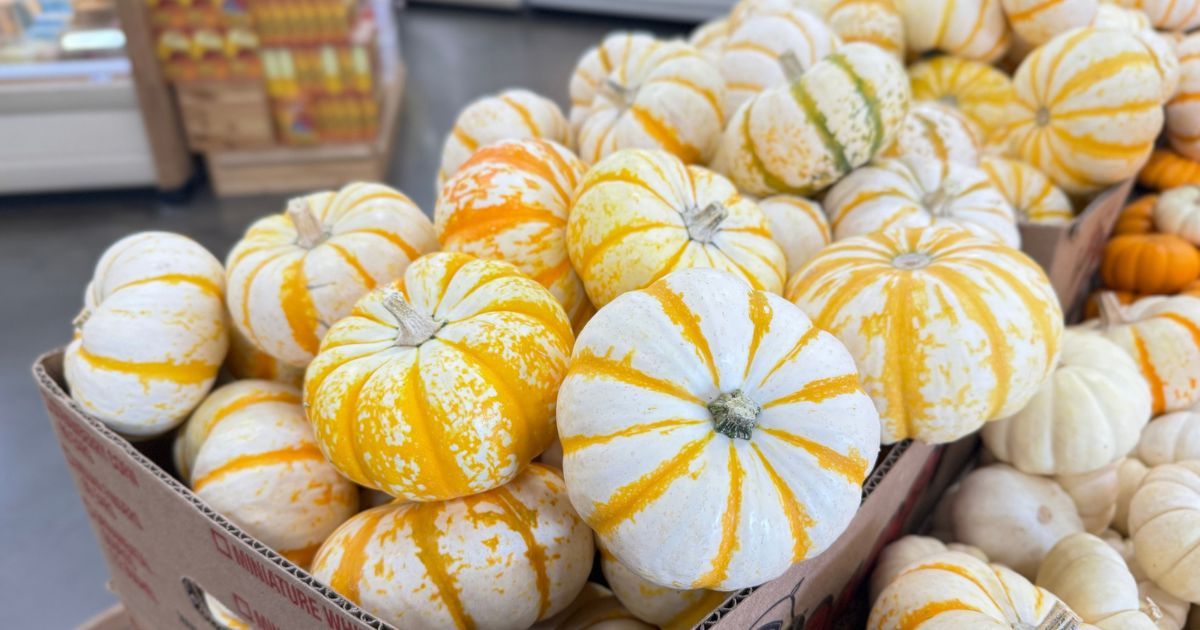 Trader Joe’s Pumpkins from 89¢ – So Many FUN Seasonal Colors & Shapes!