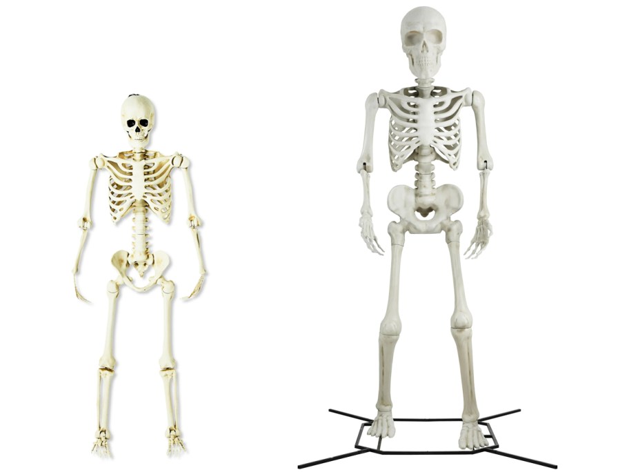 small and large posable skeletons