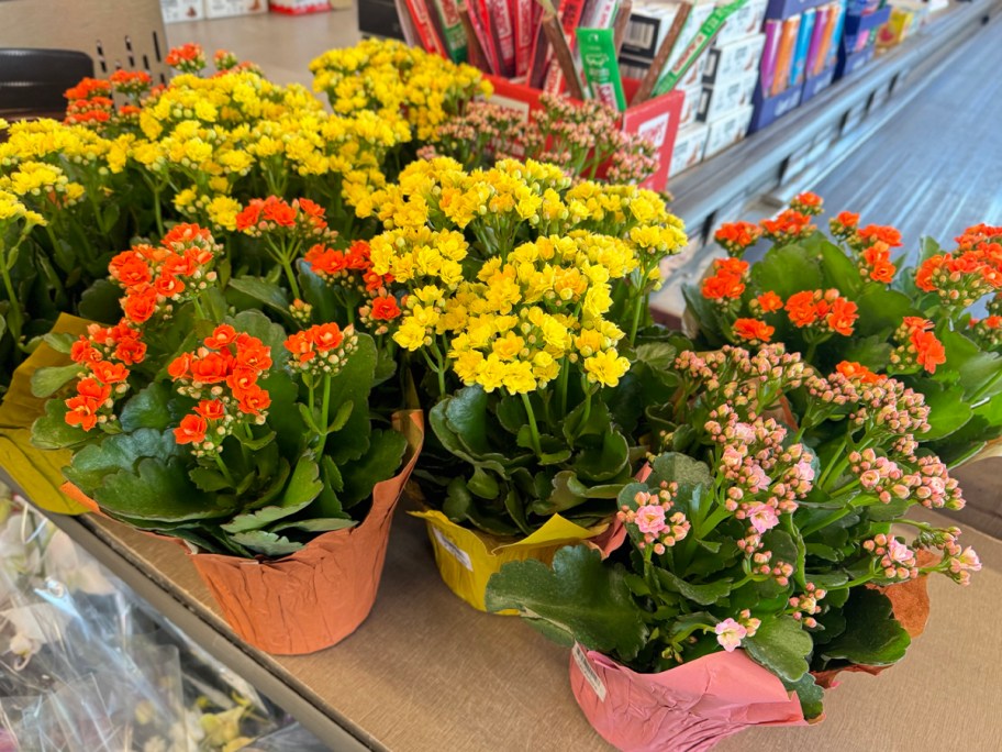 red, yellow, and pink mums 