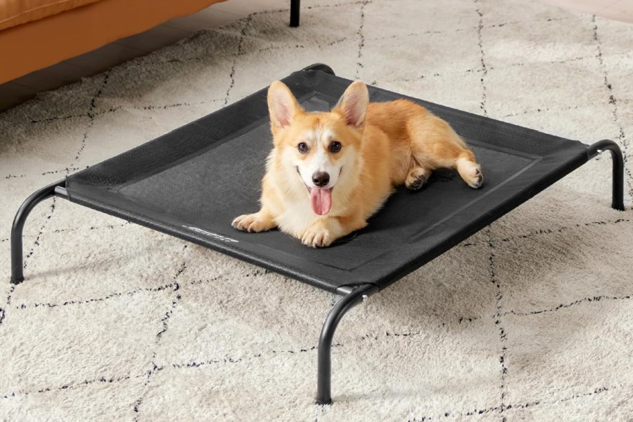 corgi on raised pet bed