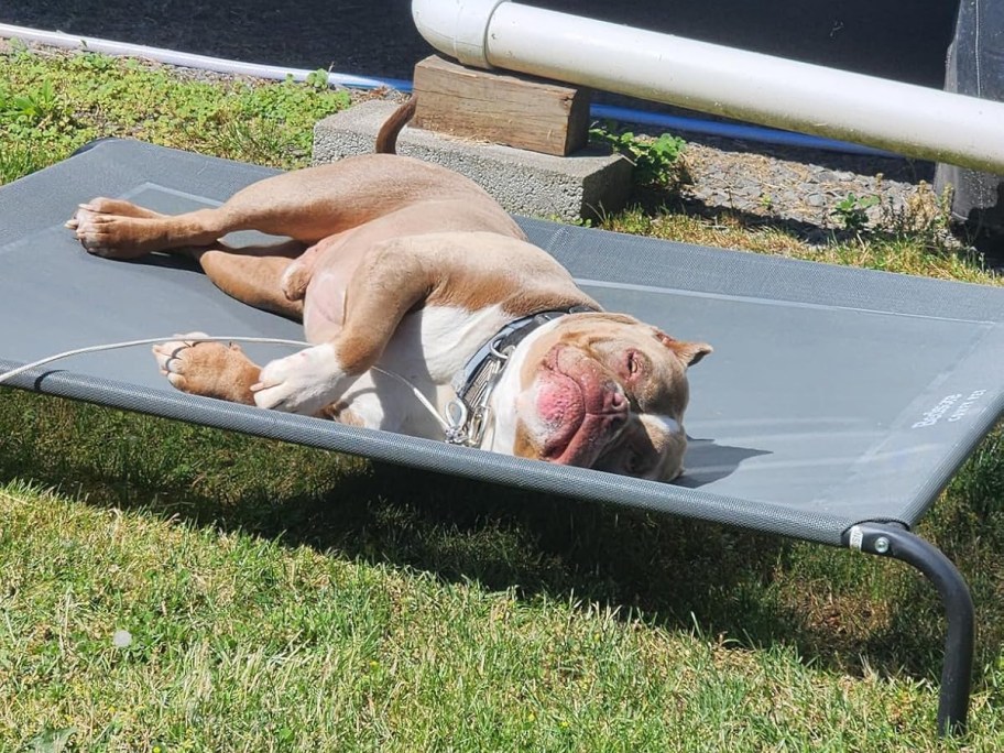 bulldog on pet bed