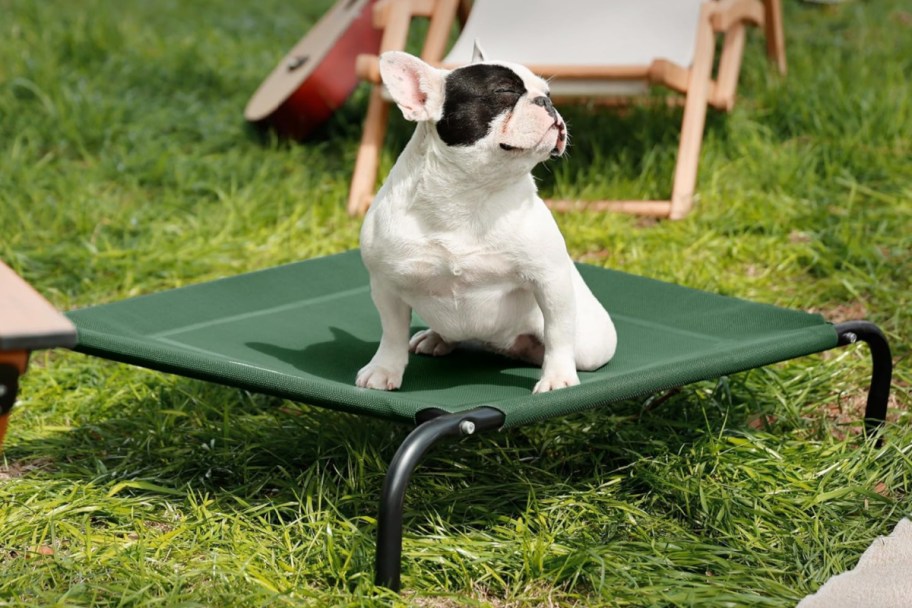 french bulldog on pet bed