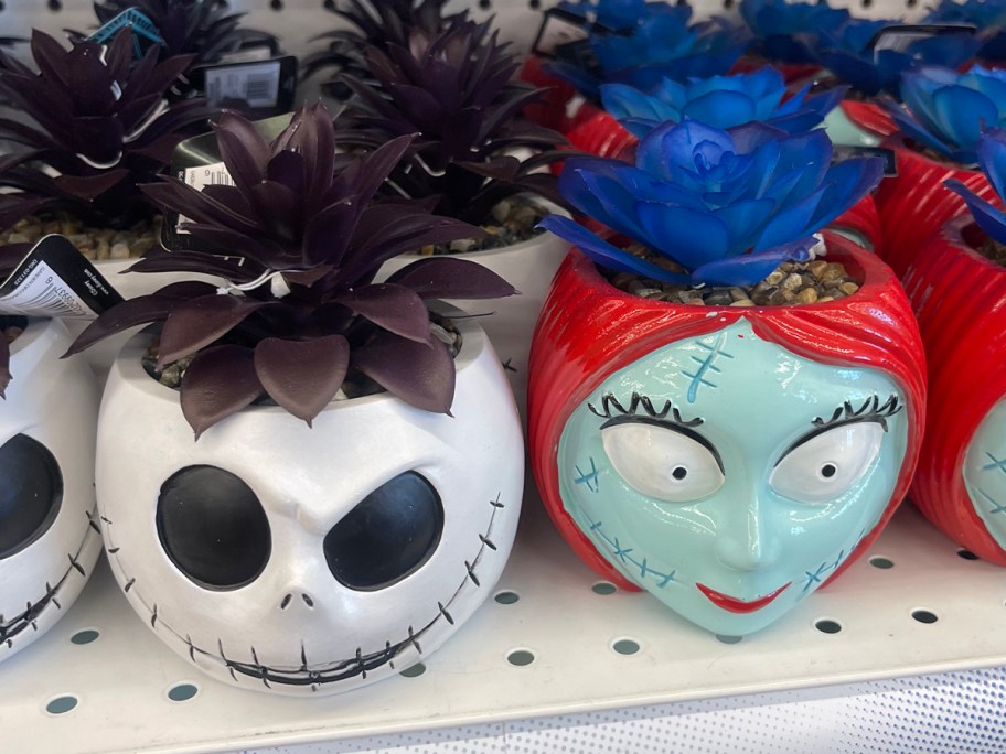 jack and sally succulents 