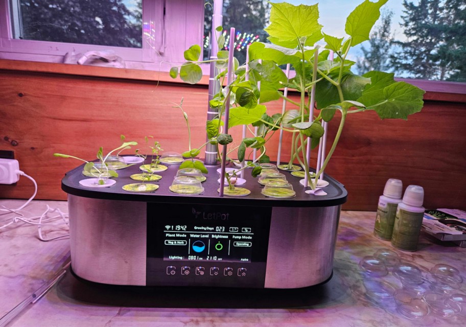 letpot growing system with large plants on one side and small ones on the other