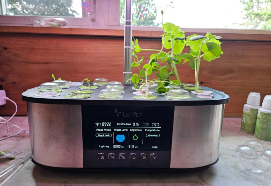 plants growing in a letpot hydroponics system