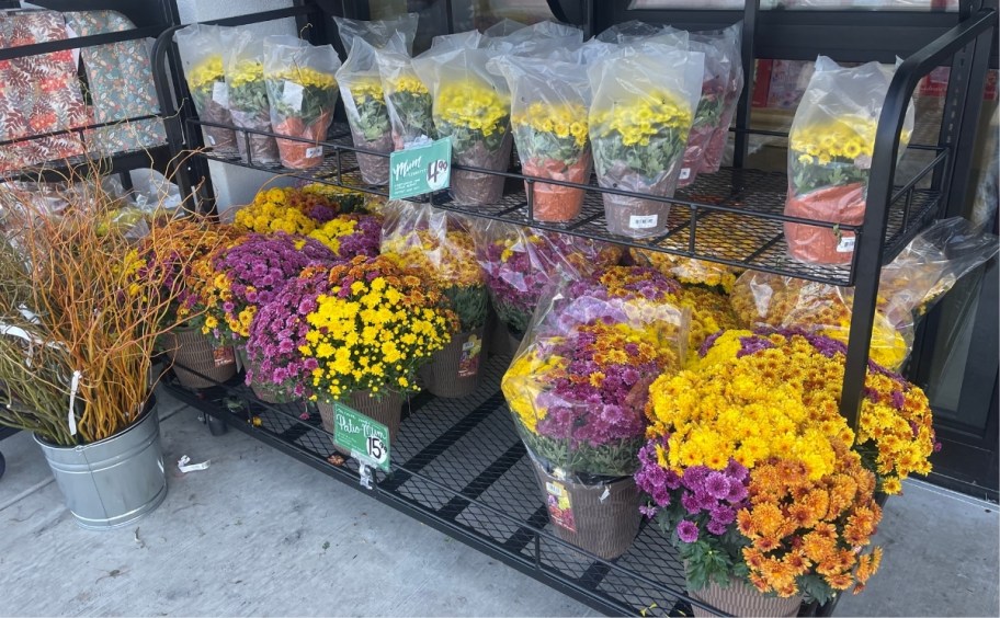 three color large patio mums