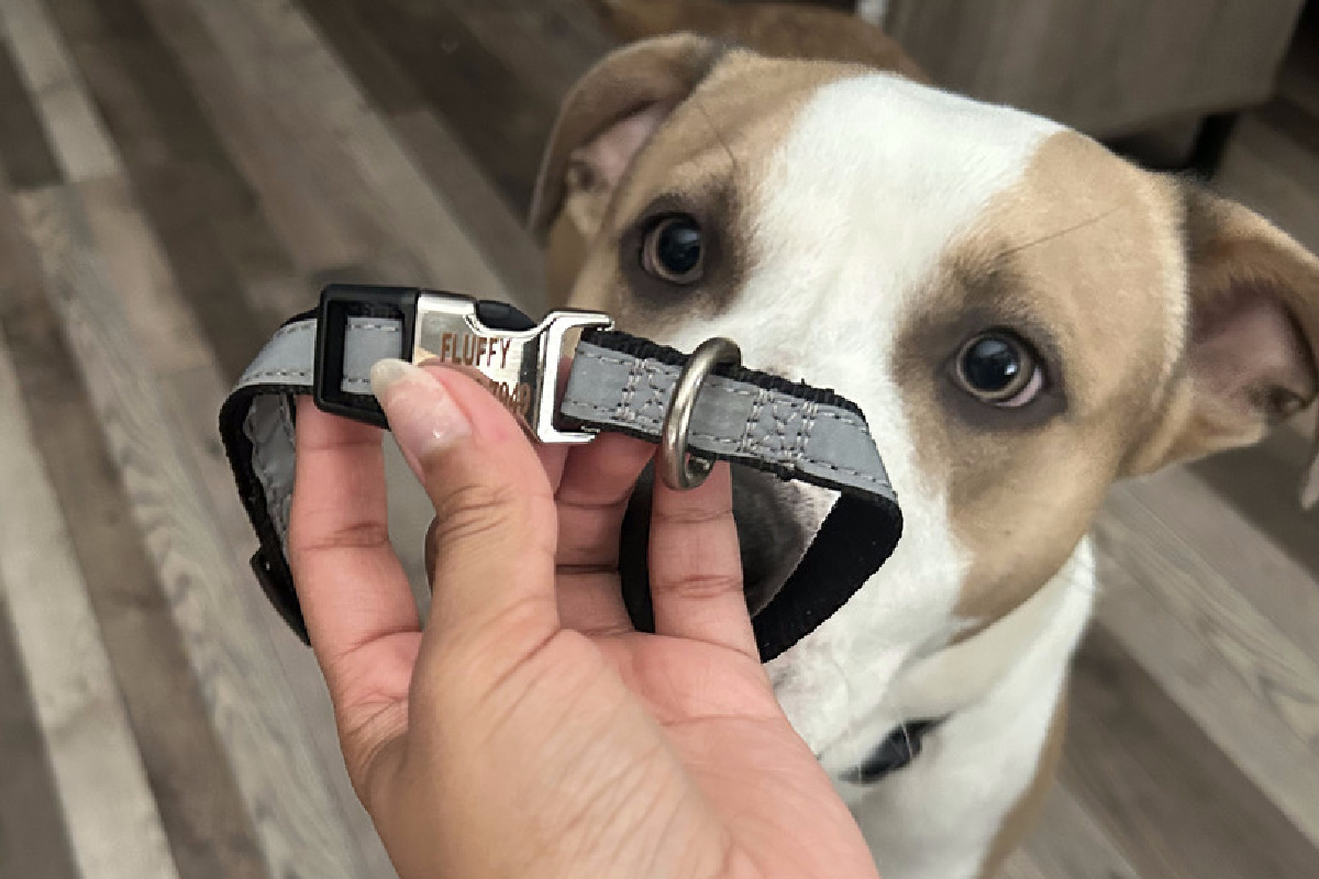 WOW! Personalized Reflective Dog Collars from $5.49 Shipped on Amazon