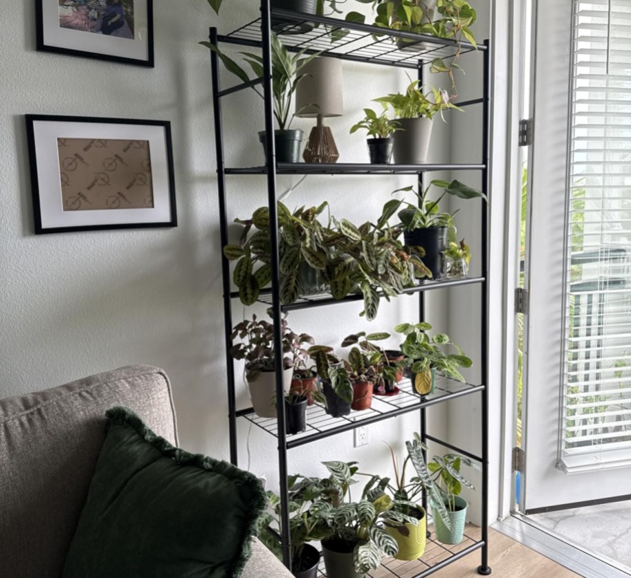 wire shelving rack holding houseplants