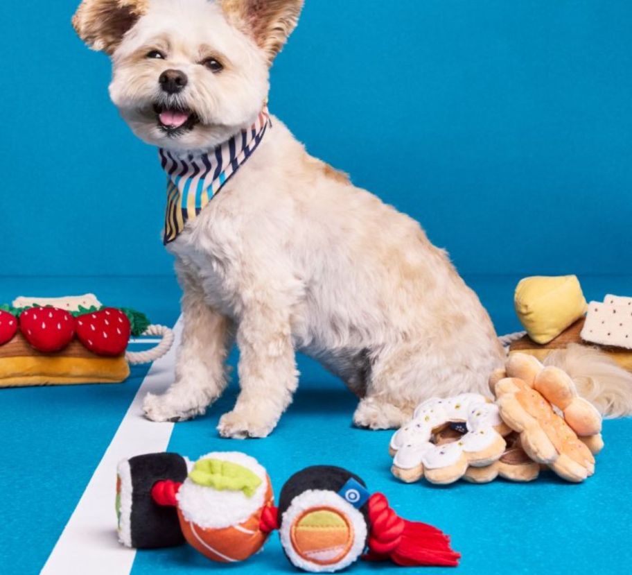 a dog playing with dog toys