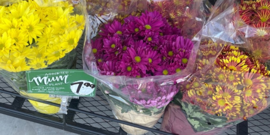 New Trader Joe’s Fall Flowers Have Arrived! (Mums, Dried Bouquets & More)