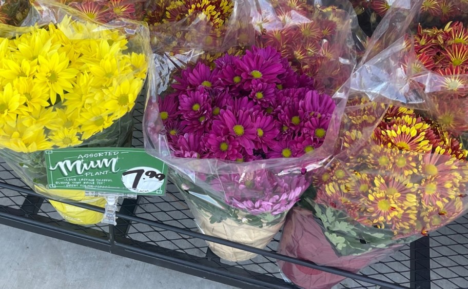 purple yellow and orange mums on a display shelf