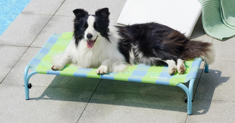 Elevated Outdoor Dog Bed Just $15.59 on Amazon (Regularly $37)