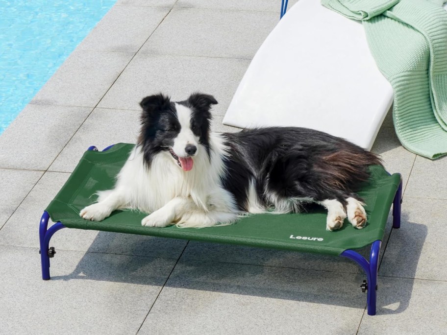 Elevated Dog Bed in Green