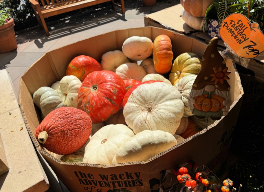 fantasy pumpkins at trader joes