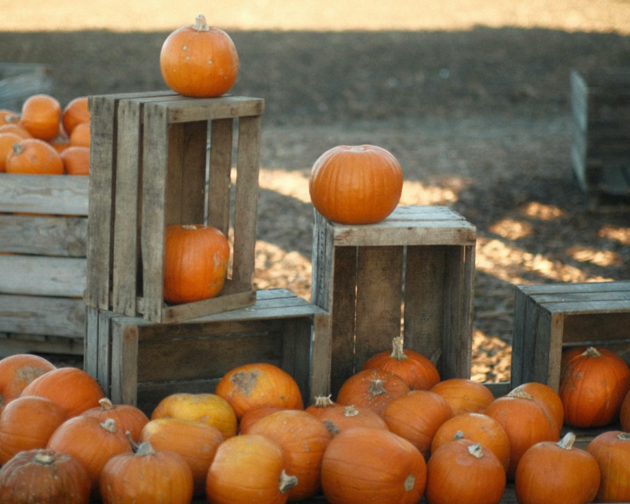 a stand of farm pumpkins