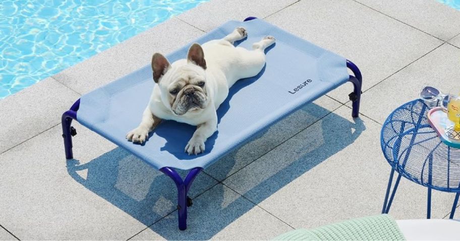 A cute dog on an elevated bed near a pool