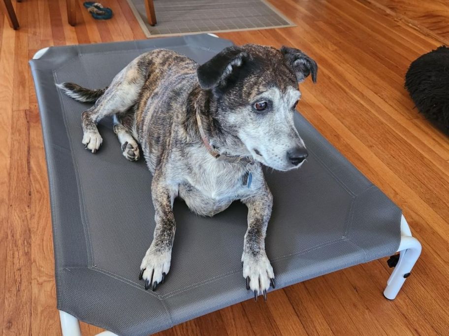 A cute dog on an elevated bed