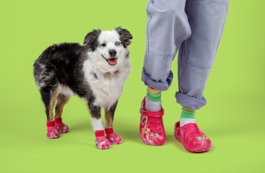 A dog and human wearing matching crocs