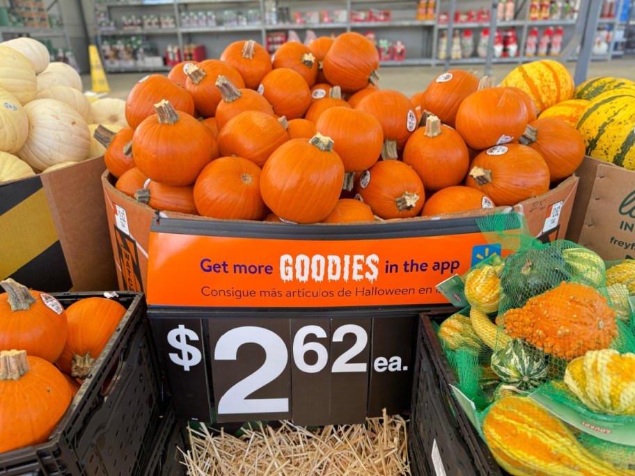 a Bin of Walmart Pumpkins