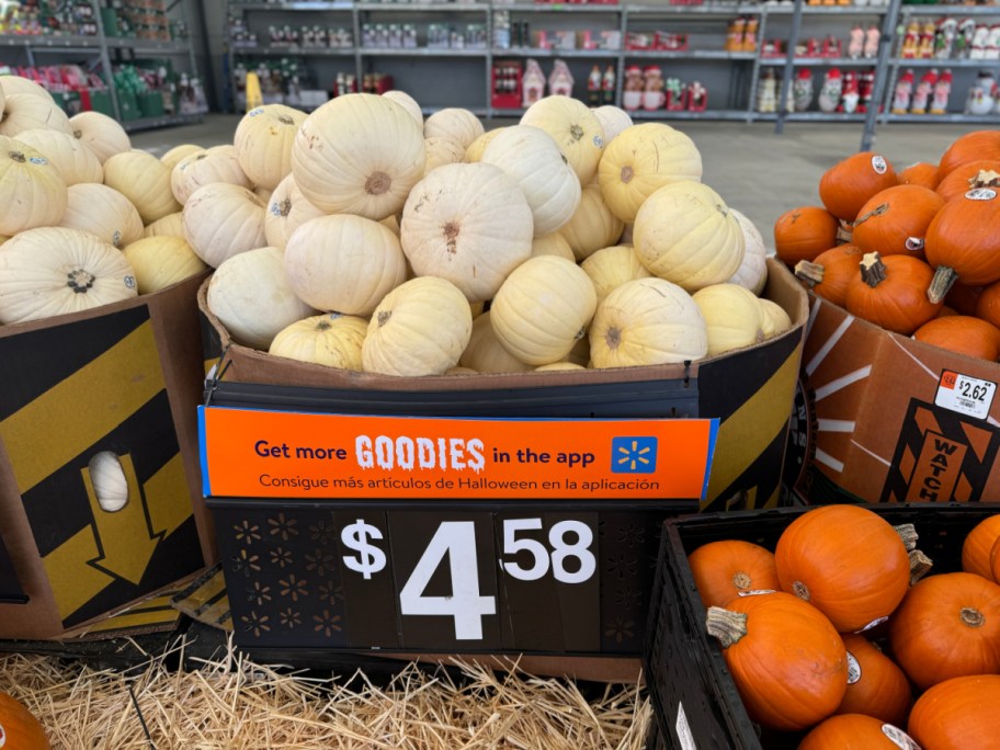 cheap White pumpkins from walmart