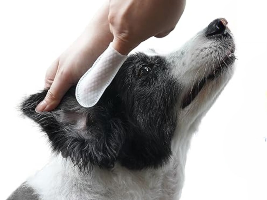 black and white dog with a person's hand with 1 finger wearing a pet ear wipe getting ready to clean the dog's ear with it