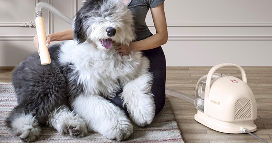 woman grooming large gray and white dog with kit 