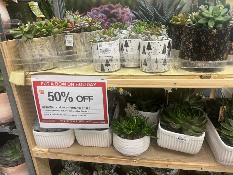 home depot holiday succulents on display with 50% off sign in front of it