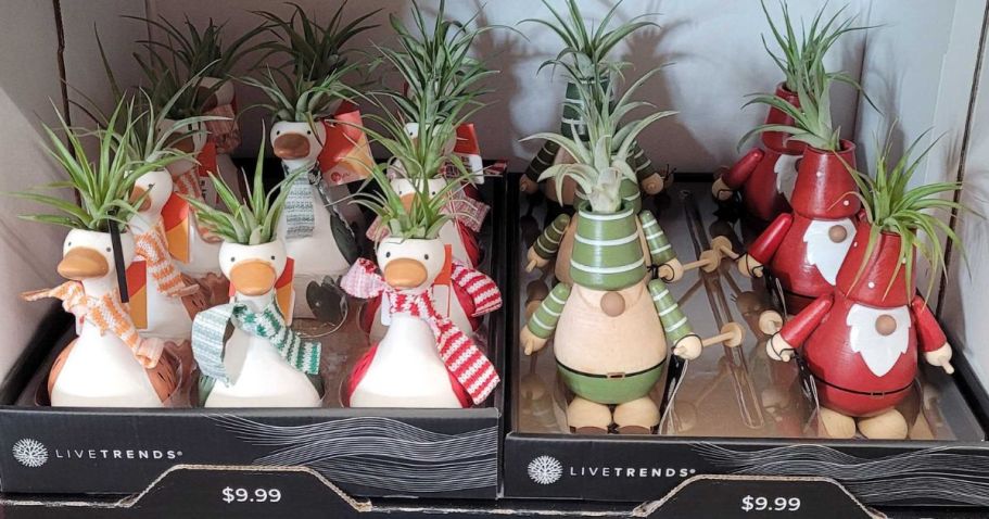 Holiday Air Plants Only $9.99 at Tractor Supply – Cute Gift Idea!