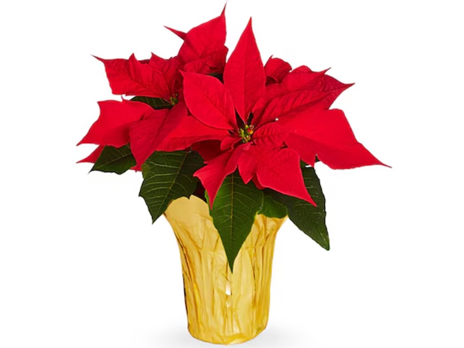 red one quart poinsetta plant 