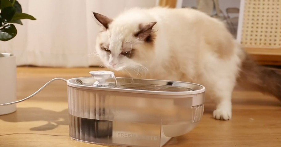 cat drinking from water fountain