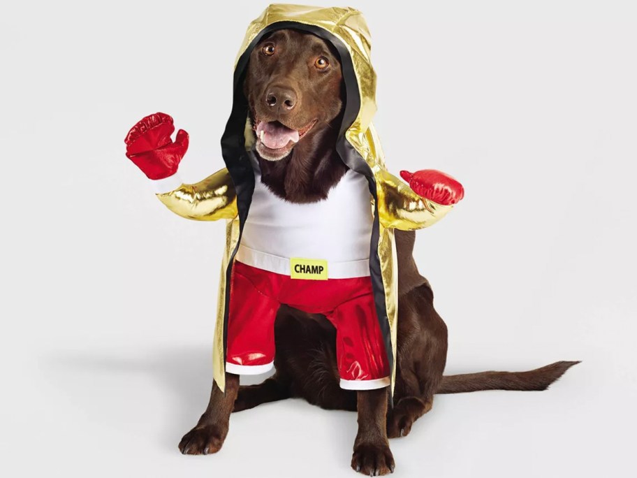 Dog wearing boxing costume 