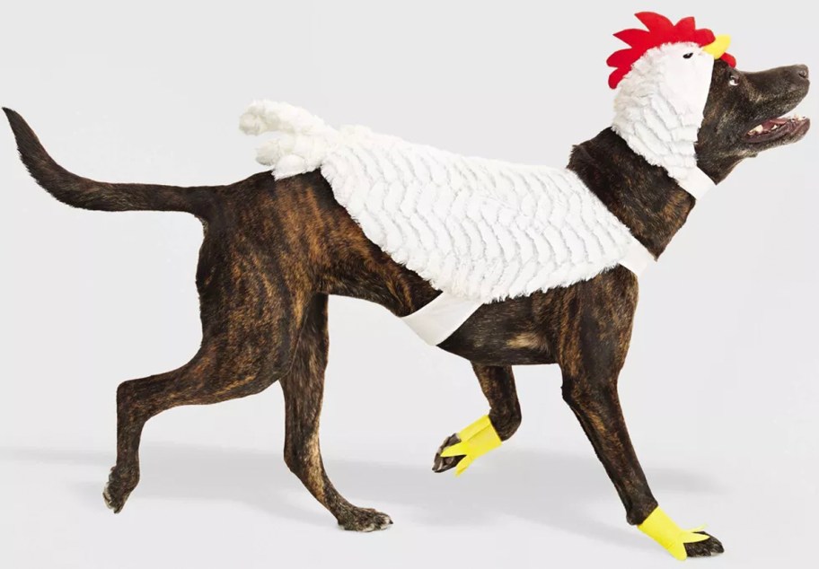 Dog wearing a white chicken costume