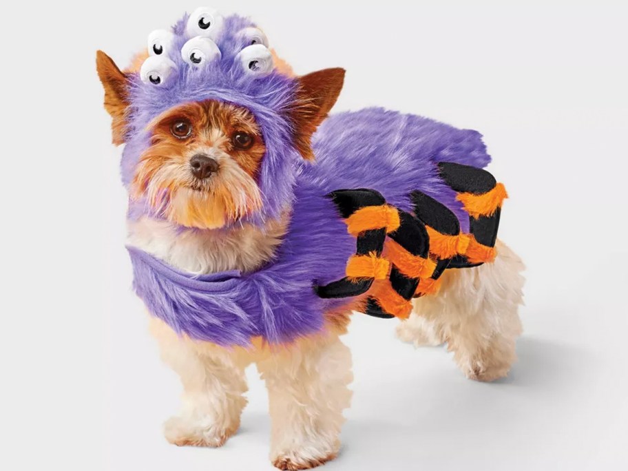 Dog wearing a spider costume 