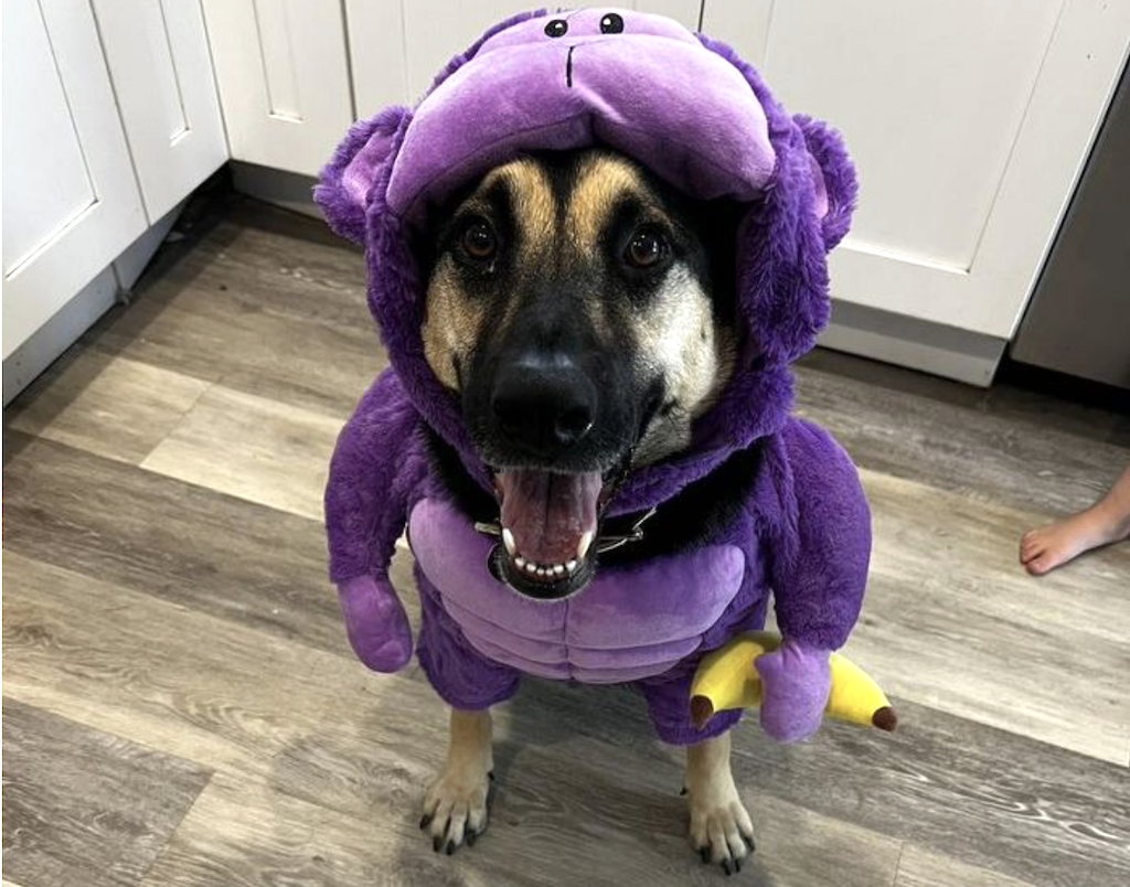 Don’t Miss These NEW Target Pet Costumes – Many on Sale for $10.40!