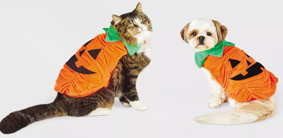 Cat and dog pumpkin costume