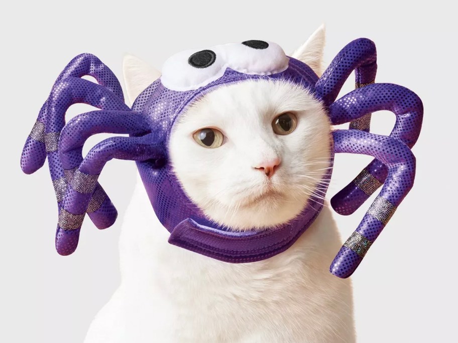 White cat in purple spider costume 