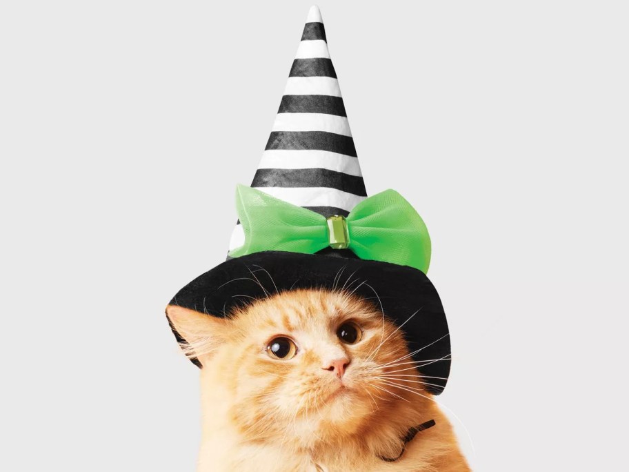 Orange cat wearing a witch's hat 