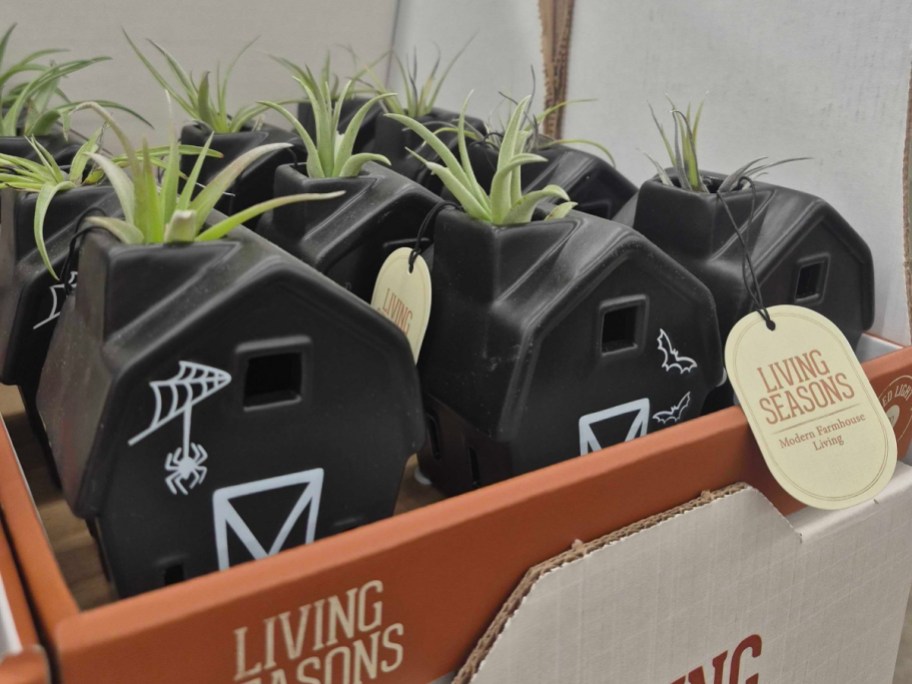 Several black barn-shaped planters decorated with white Halloween spiderwebs and bats, each containing a small green air plant.