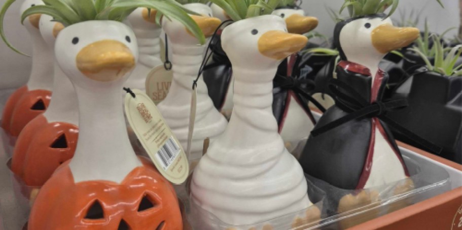Adorable Halloween Air Plants Only $12.99 at Tractor Supply