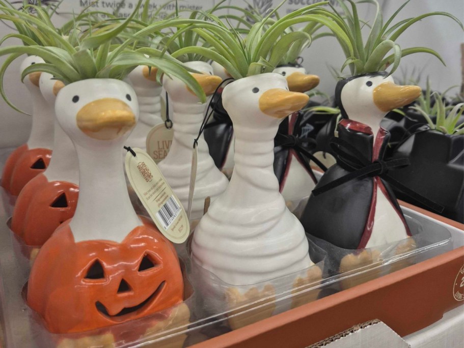 Adorable Halloween Air Plants Only $12.99 at Tractor Supply