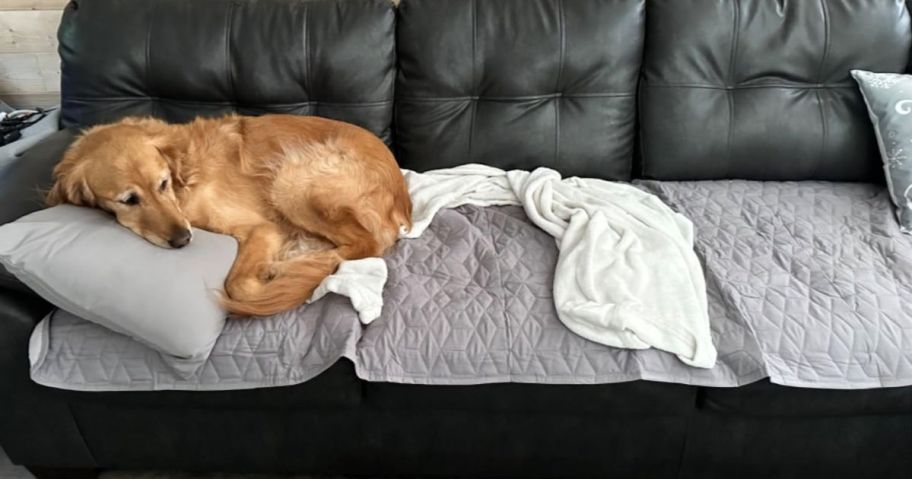 A sweet pup sleeping on a Bedsure Dog Blanket